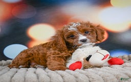 Cavapoo dogs for sale: Hank - Image 11