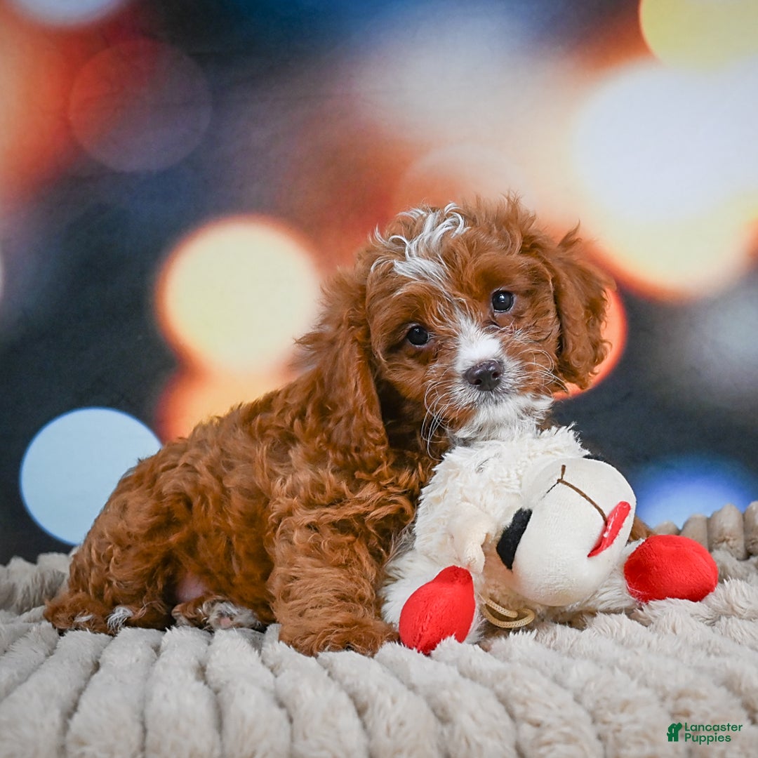 Cavapoo dogs for sale: Hank - Image 11