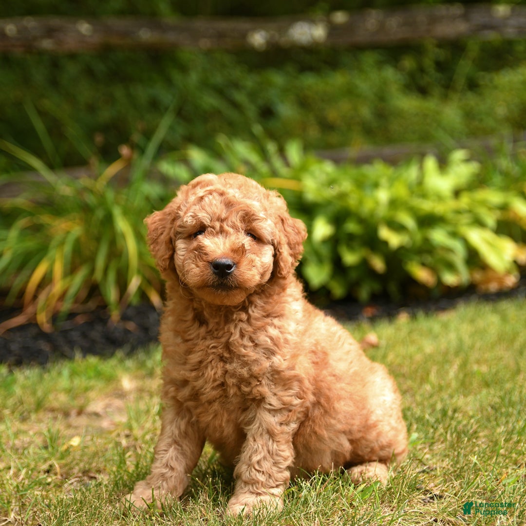 Mini Goldendoodle dogs for sale: Rover - Image 2