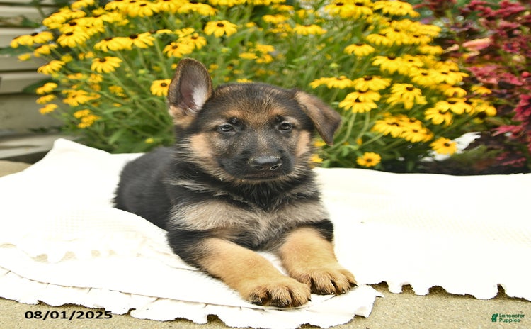 German Shepherd dogs for sale - Ad 4