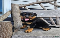 Rottweiler dogs for sale: Heidi - Image 5