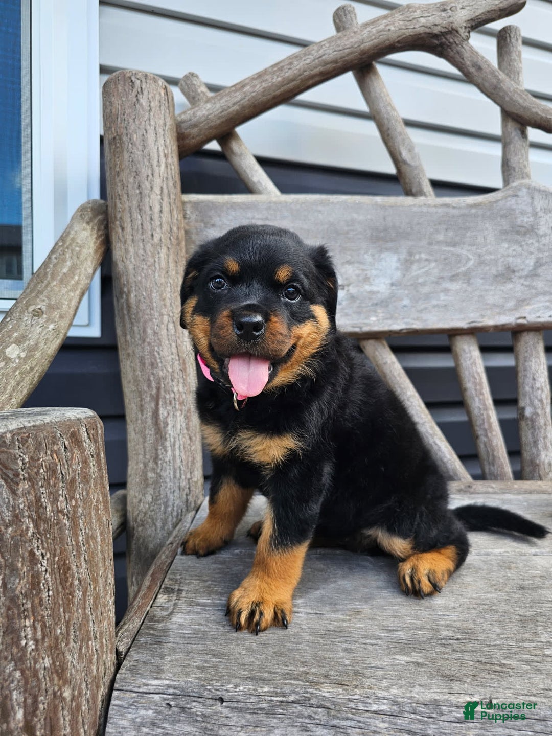 Rottweiler dogs for sale: Heidi - Image 5
