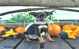 Miniature Pinscher dogs for sale: Firecracker - Image 1
