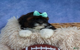 Shihpoo dogs for sale: King - Image 12