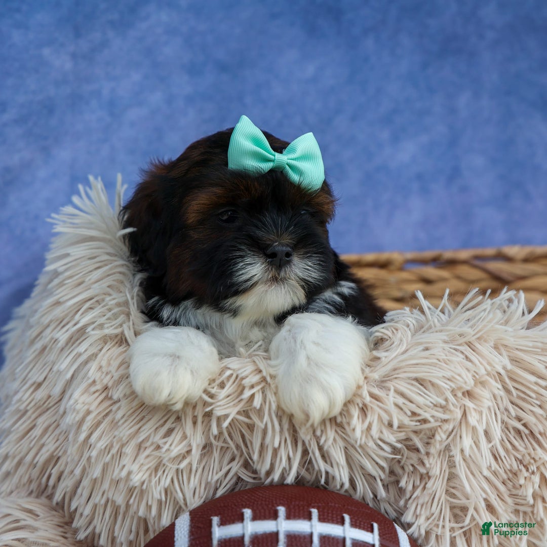 Shihpoo dogs for sale: King - Image 12