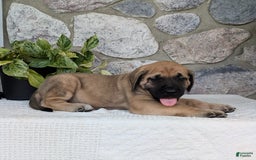 English Mastiff dogs for sale: Bear - Image 2
