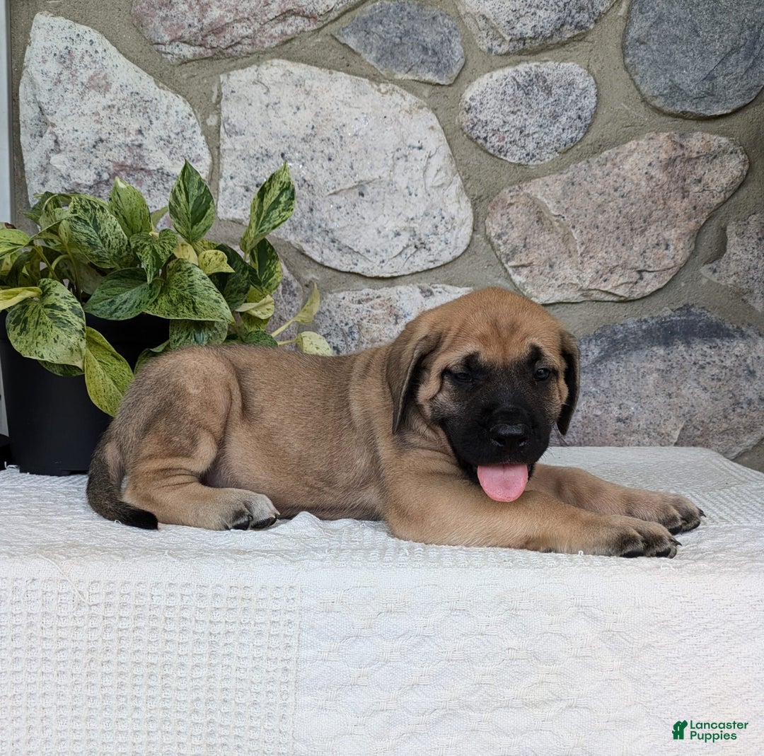 English Mastiff dogs for sale: Bear - Image 2