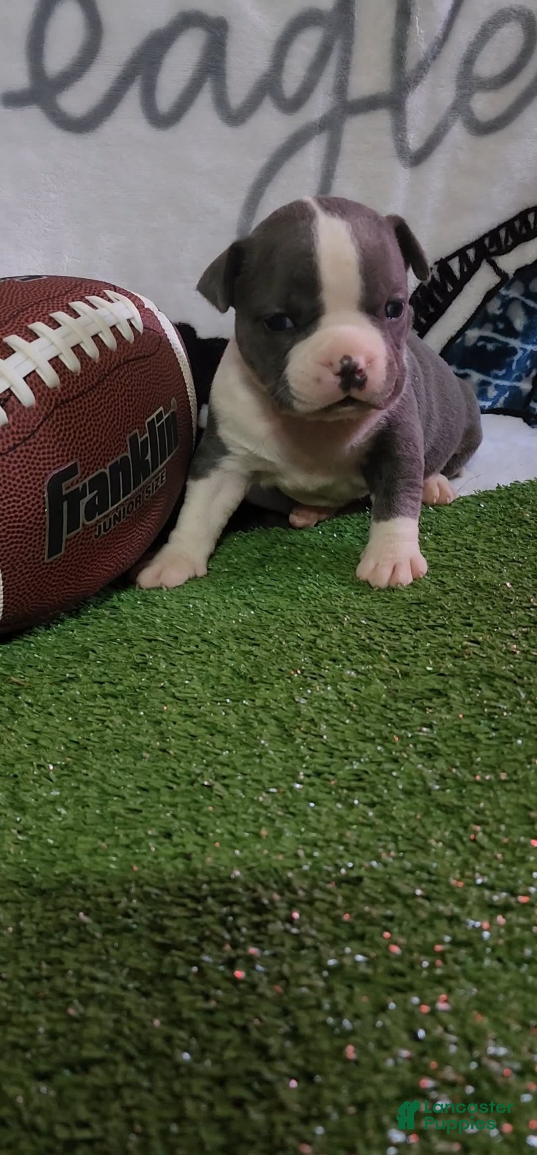 American Bully dogs for sale: Ashley - Image 10