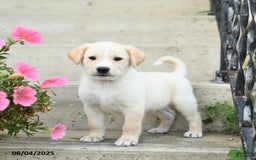 Jack Russell Terrier dogs for sale: Lucas - Image 1