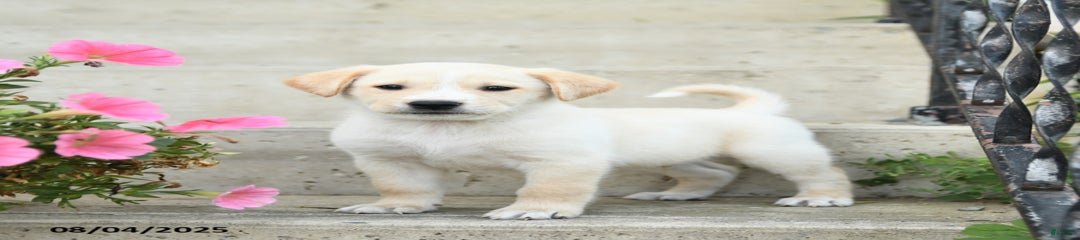 Lucas