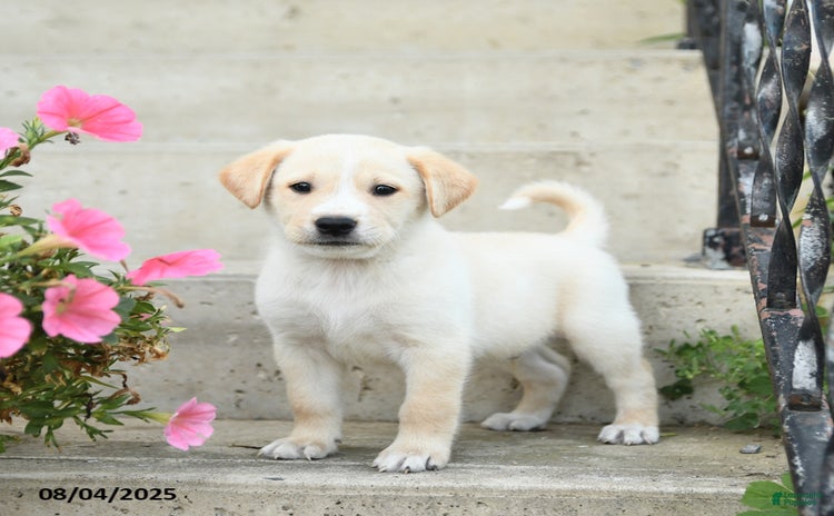 Jack Russell Terrier dogs for sale - Ad 5
