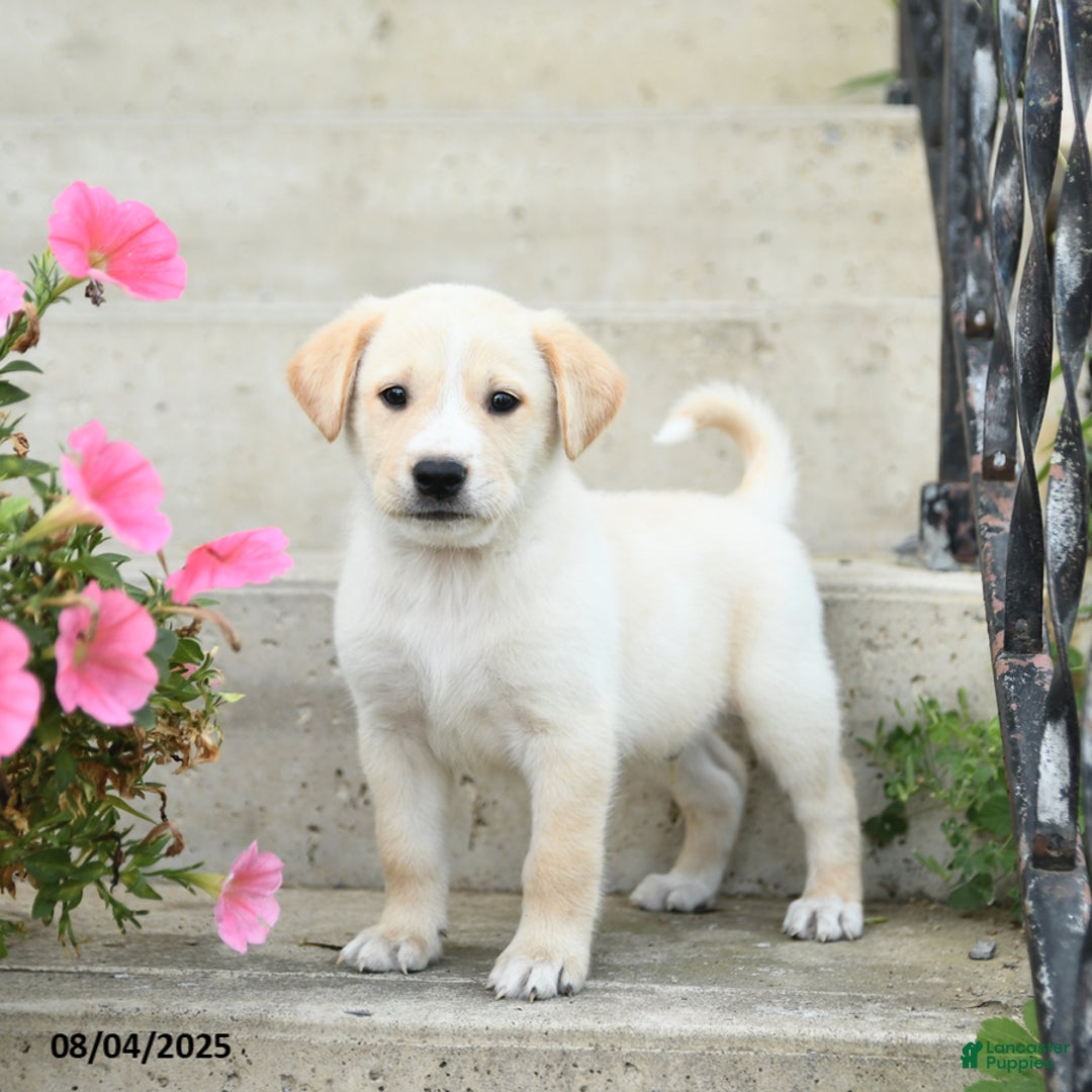 Jack Russell Terrier dogs for sale: Lucas - Image 1