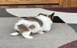 Coton De Tulear dogs for sale: Rita - Image 2