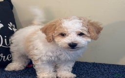 Cavachon dogs for sale: Asher - Image 2