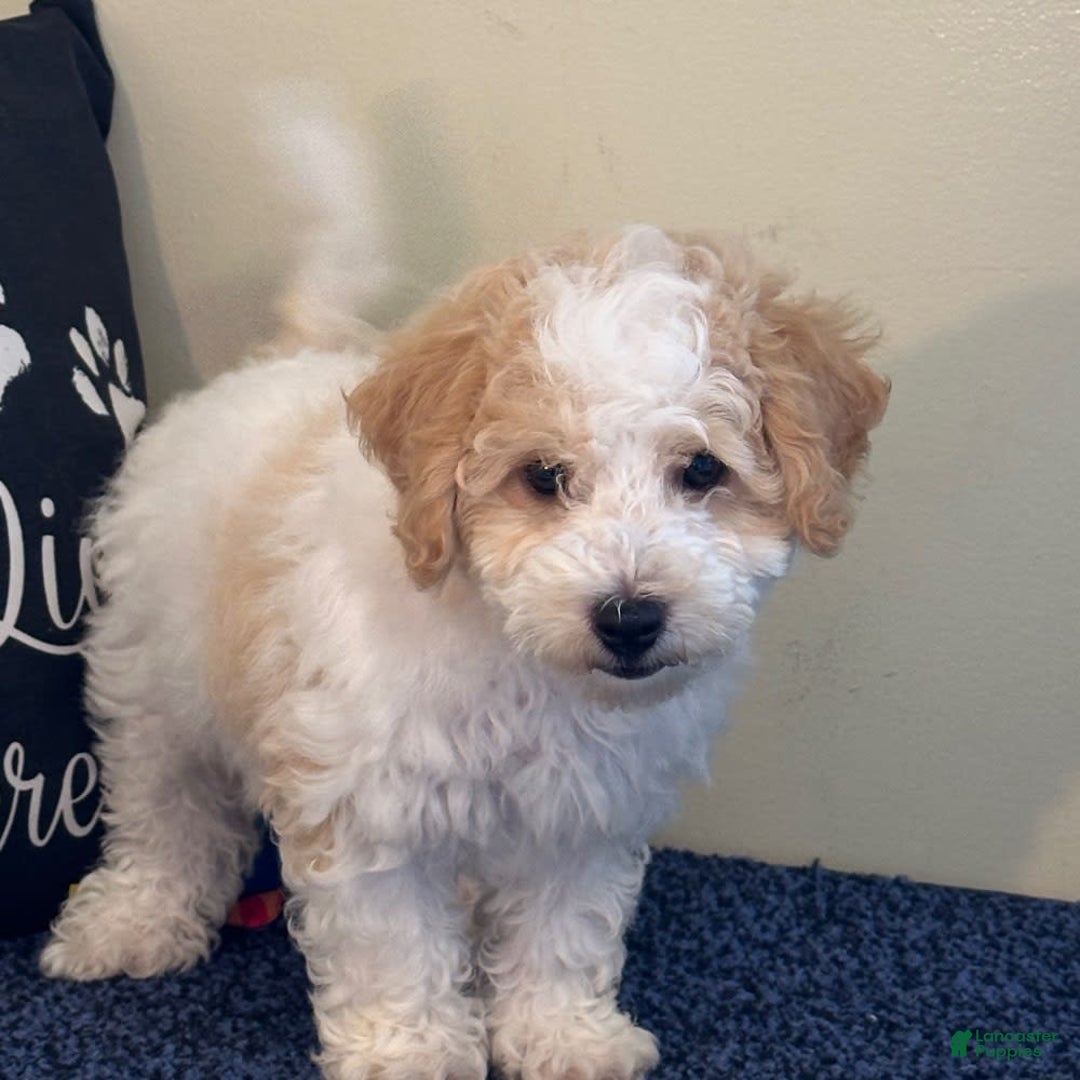 Cavachon dogs for sale: Asher - Image 2