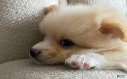 Pomeranian dogs for sale: Sally - Image 3