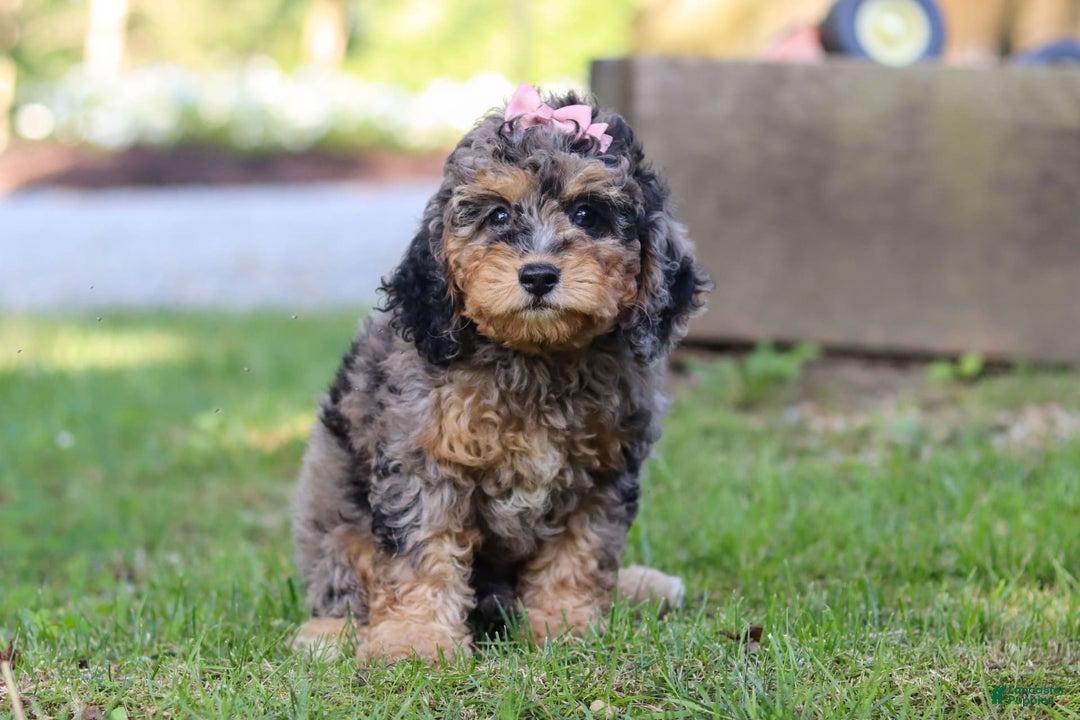 Cockapoo dogs for sale: Angela - Image 6