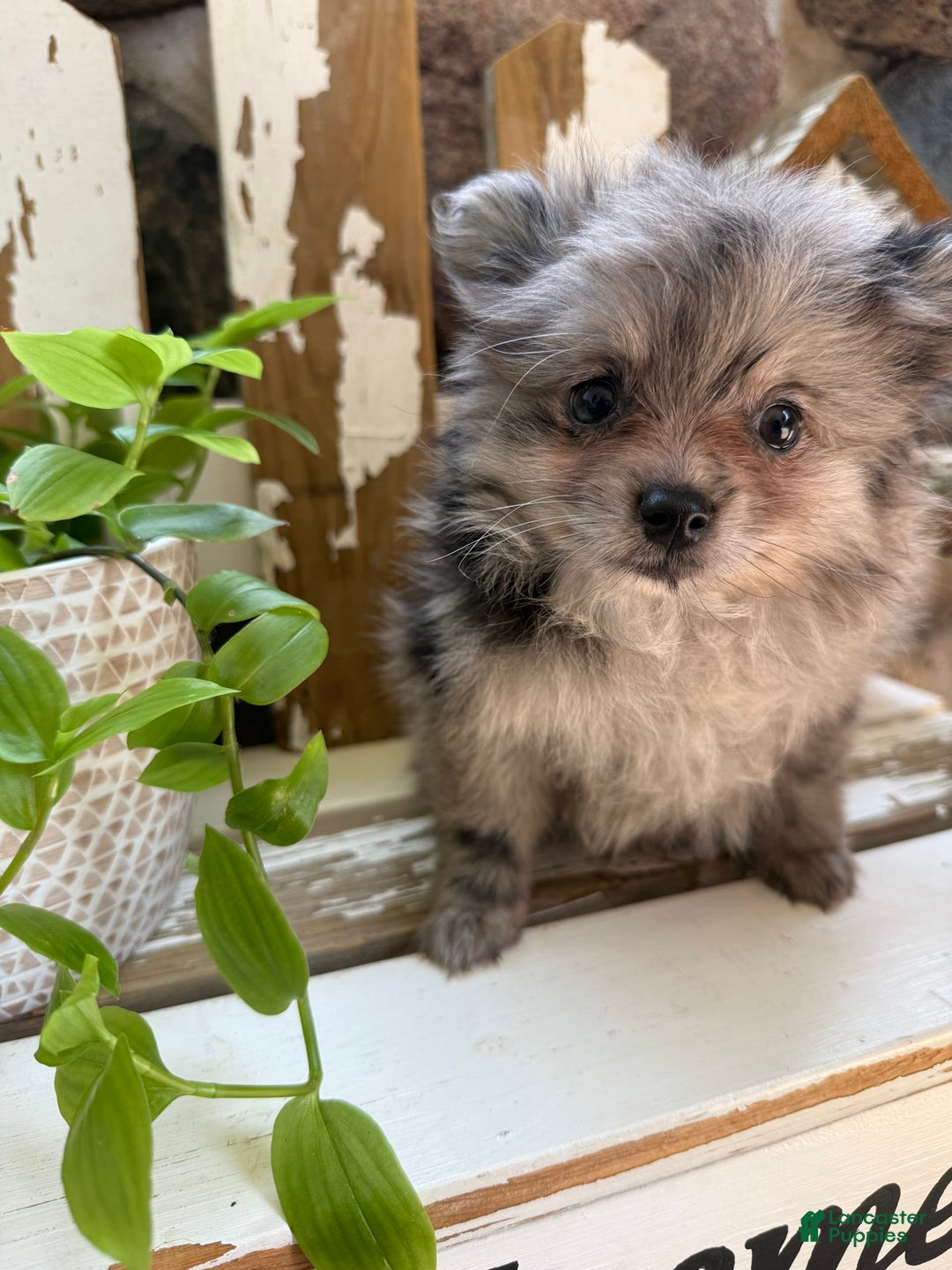 Pomeranian dogs for sale: Rusty - Image 9