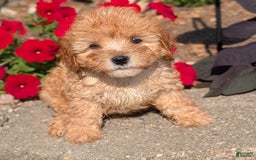 Cavapoo dogs for sale: Kylo - Image 11