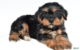 Shorkie dogs for sale: Wyatt - Image 1