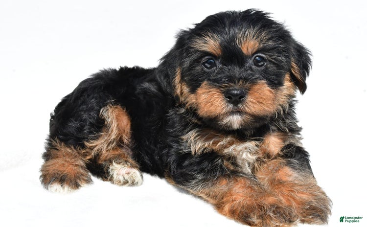 Shorkie dogs for sale - Ad 1