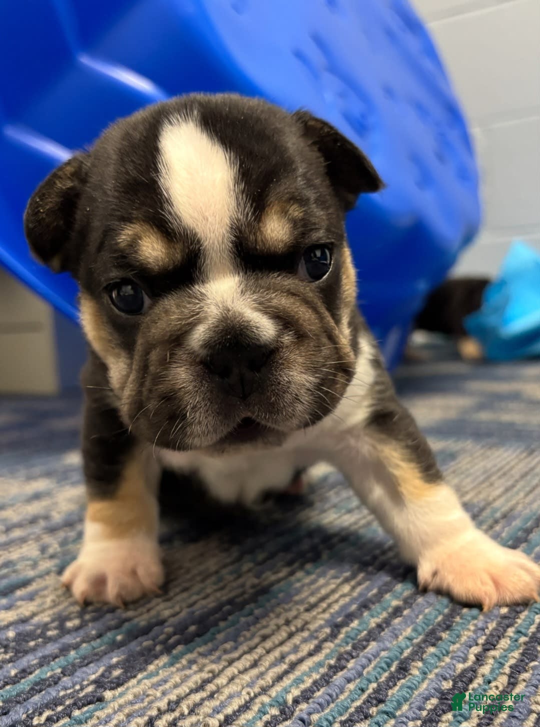 French Bulldog dogs for sale: Cadet - Image 4