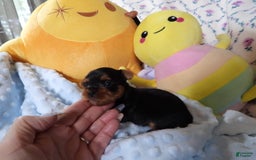 Yorkshire Terrier dogs for sale: Tt - Image 13