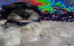 Miniature Schnauzer dogs for sale: Halo - Image 7