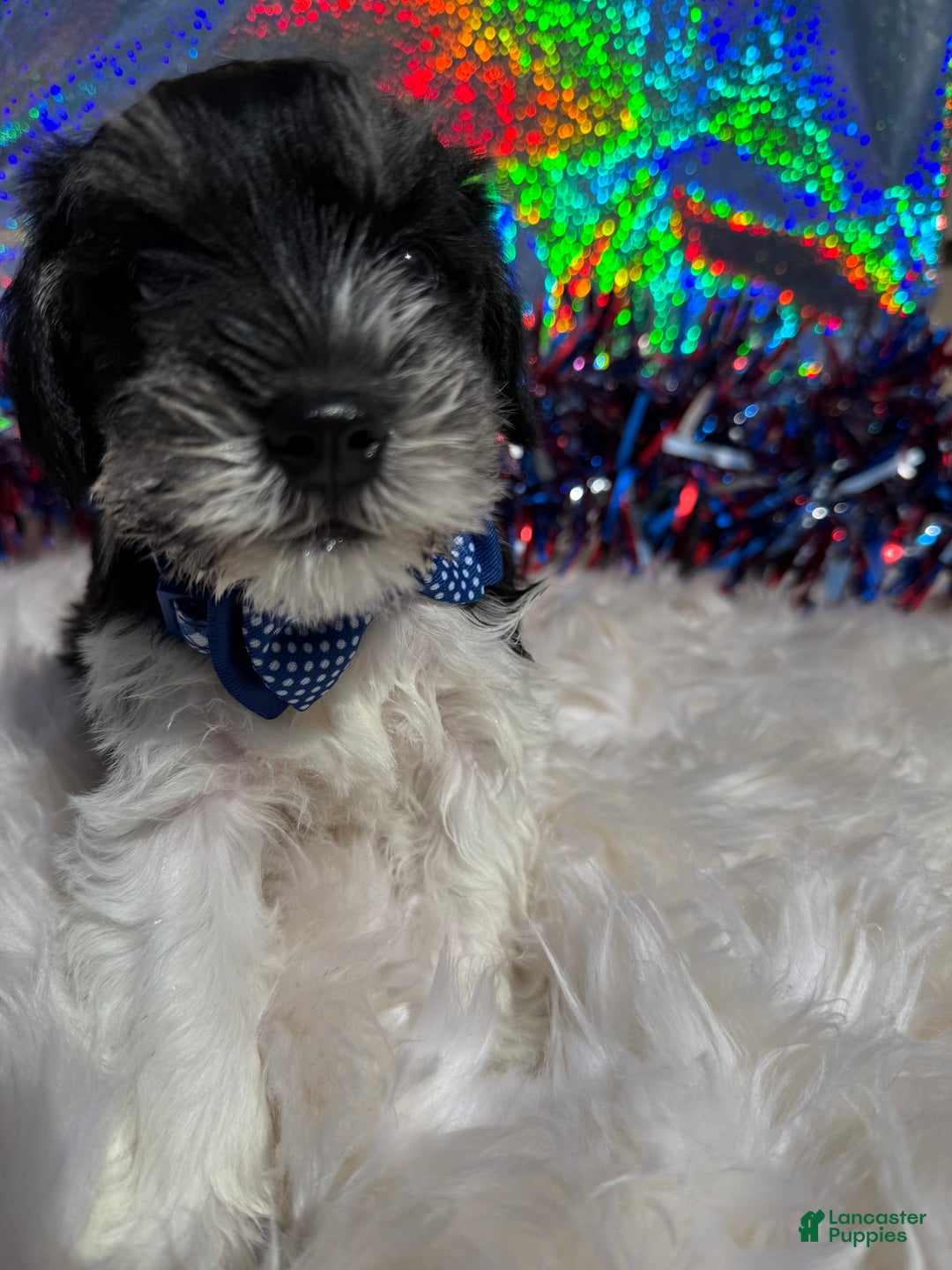 Miniature Schnauzer dogs for sale: Halo - Image 7