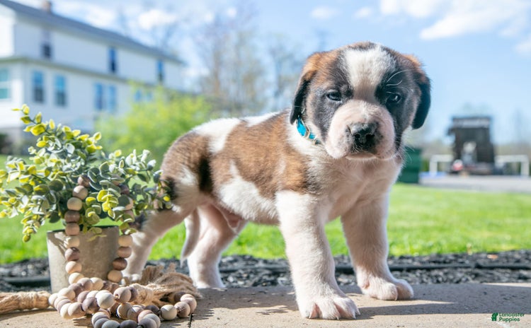 Saint Bernard dogs for sale - Ad 1