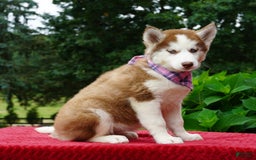 Siberian Husky dogs for sale: River - Image 1