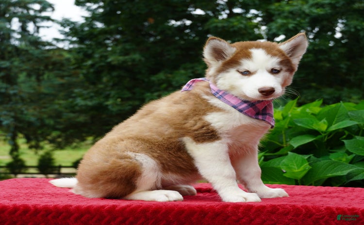 Siberian Husky dogs for sale - Ad 4