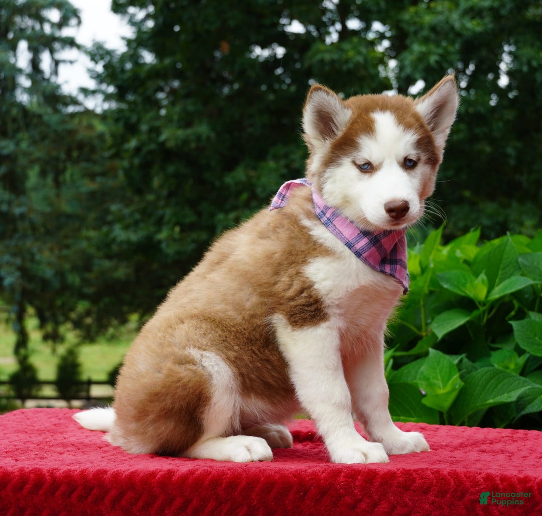 Siberian Husky dogs for sale: River - Image 1