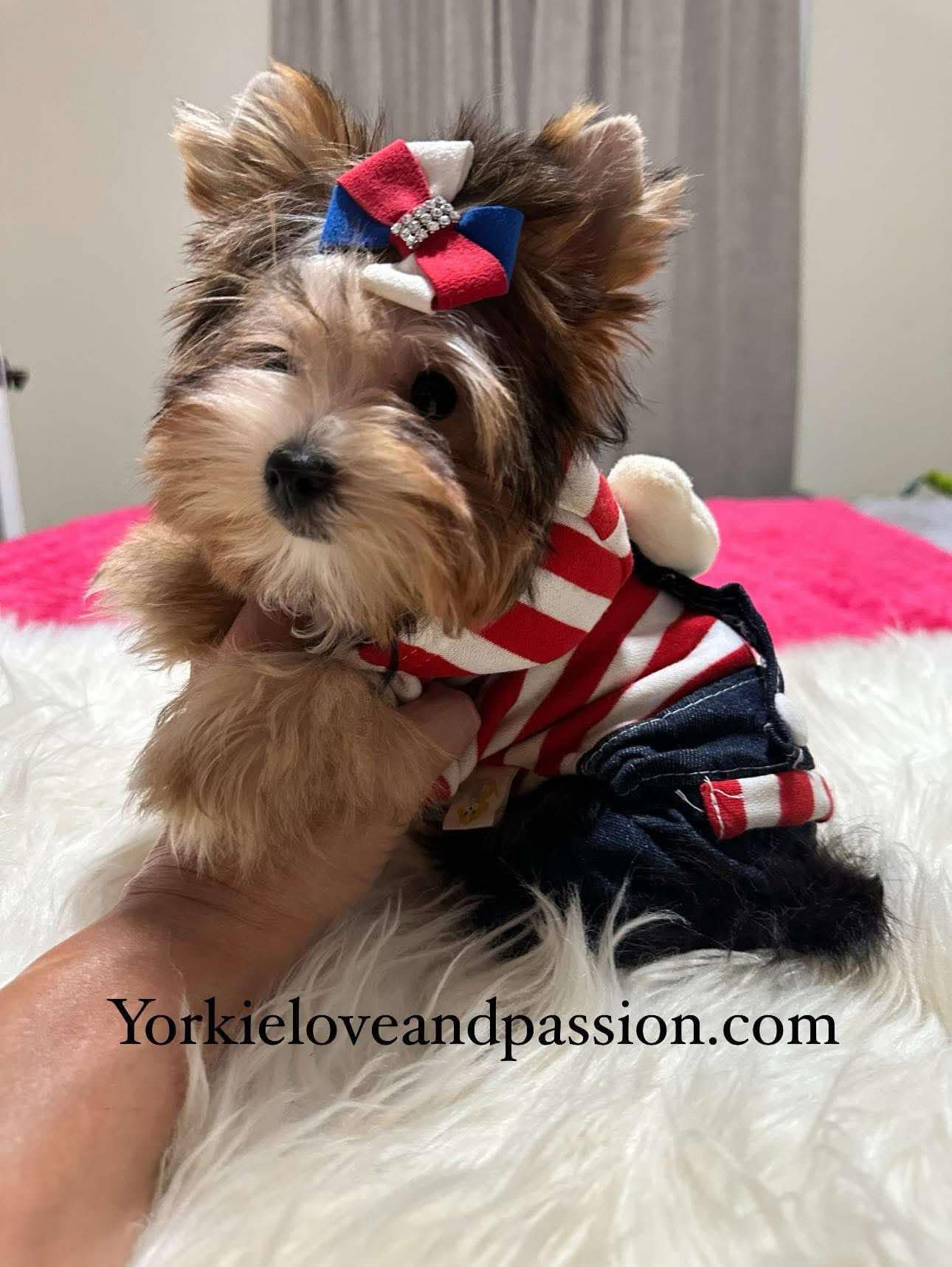 Yorkshire Terrier dogs for sale: Yorkshire Terrier 5 puppies - Image 20