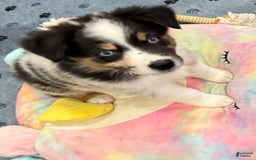 Australian Shepherd dogs for sale: Blueberry - Image 1