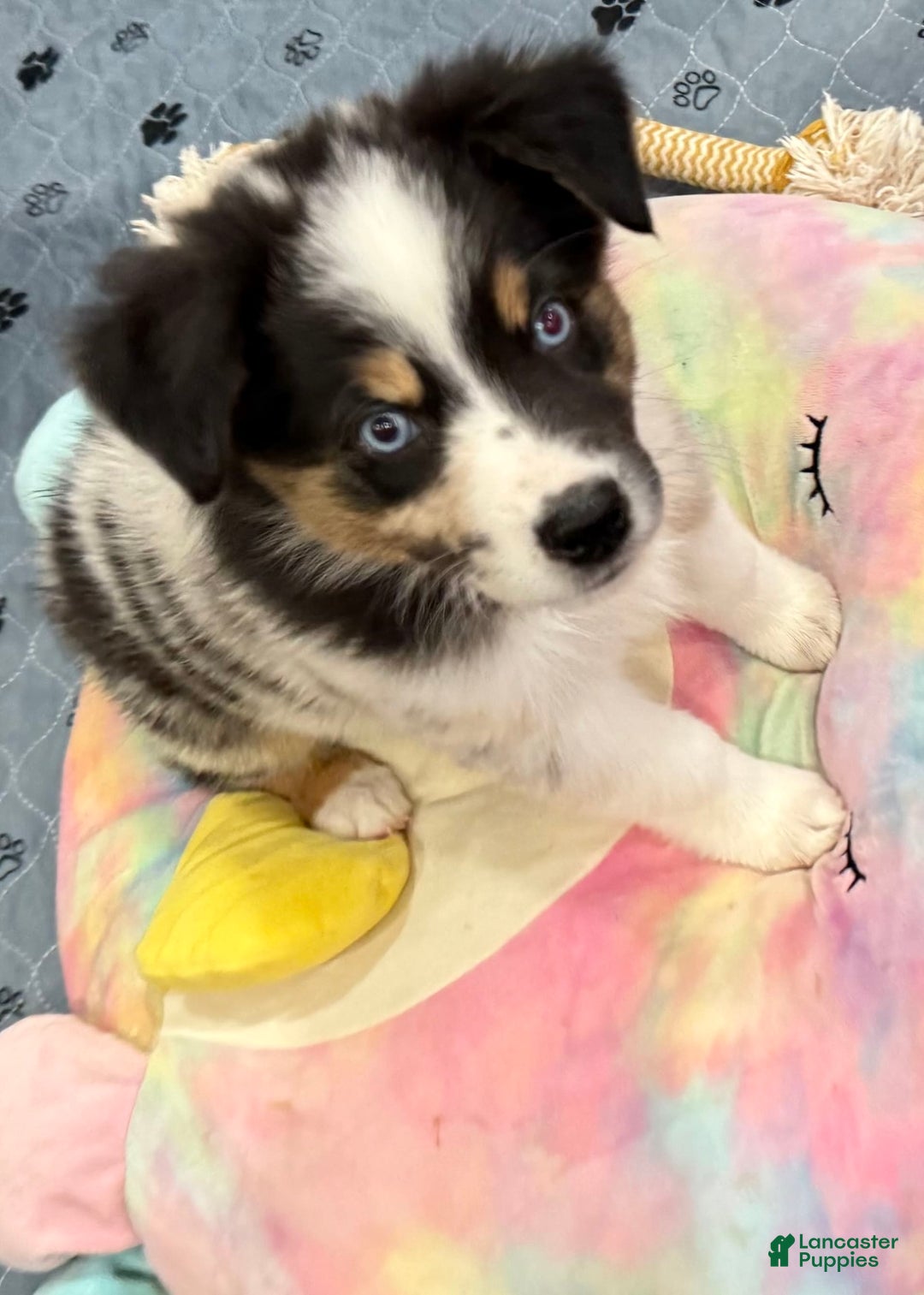 Australian Shepherd dogs for sale: Blueberry - Image 1