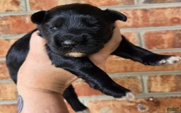 Miniature Schnauzer dogs for sale: Pup 2 - Image 5