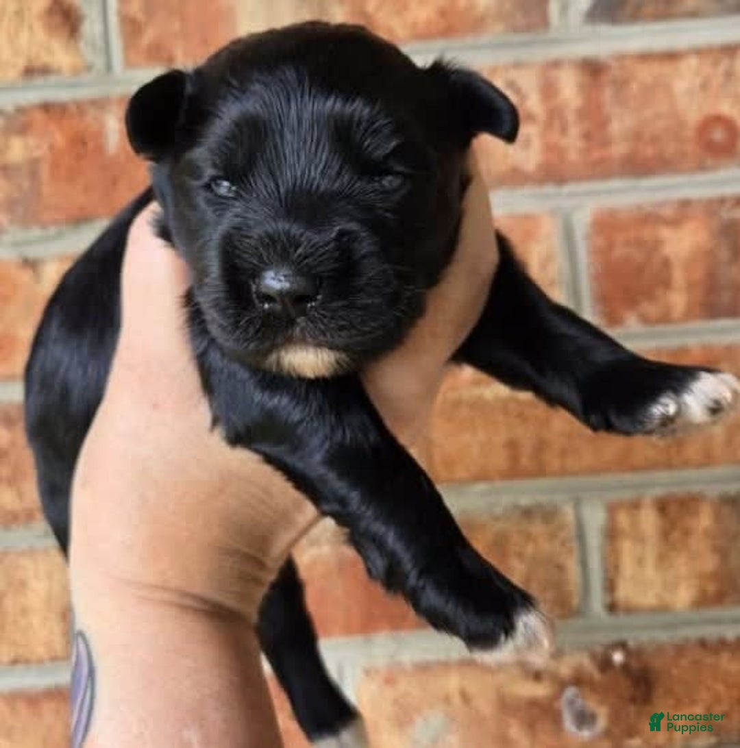 Miniature Schnauzer dogs for sale: Pup 2 - Image 5