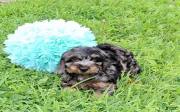 Cockapoo dogs for sale: Oliver - Image 2