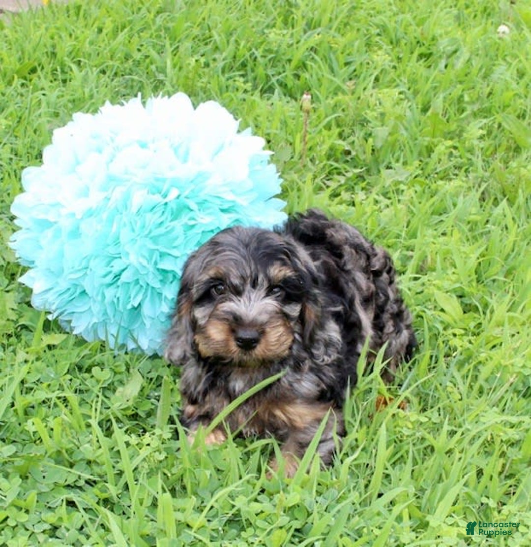 Cockapoo dogs for sale: Oliver - Image 2