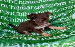 Chihuahua dogs for sale: Theodore Chocolate Lc - Image 29