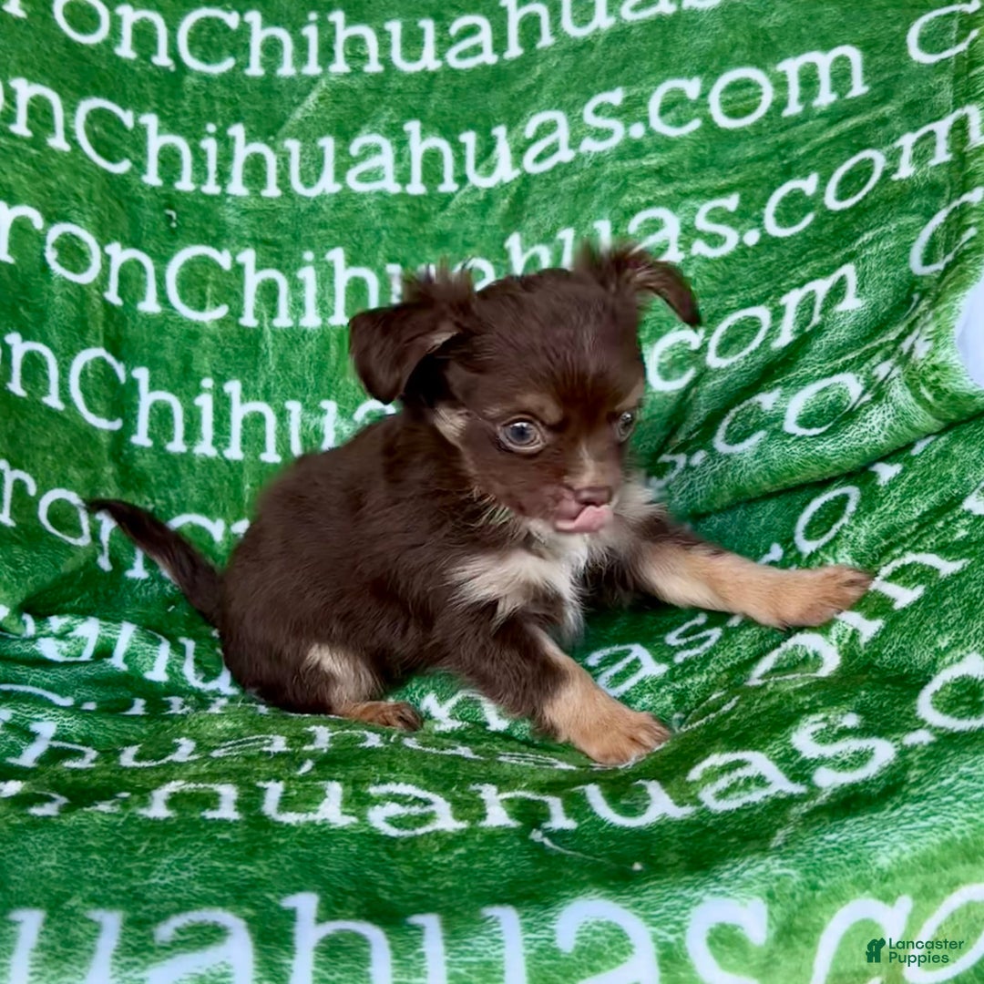 Chihuahua dogs for sale: Theodore Chocolate Lc - Image 29