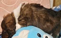 Dachshund dogs for sale: Simba - Image 6