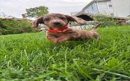 Miniature Dachshund dogs for sale: Samson - Image 2
