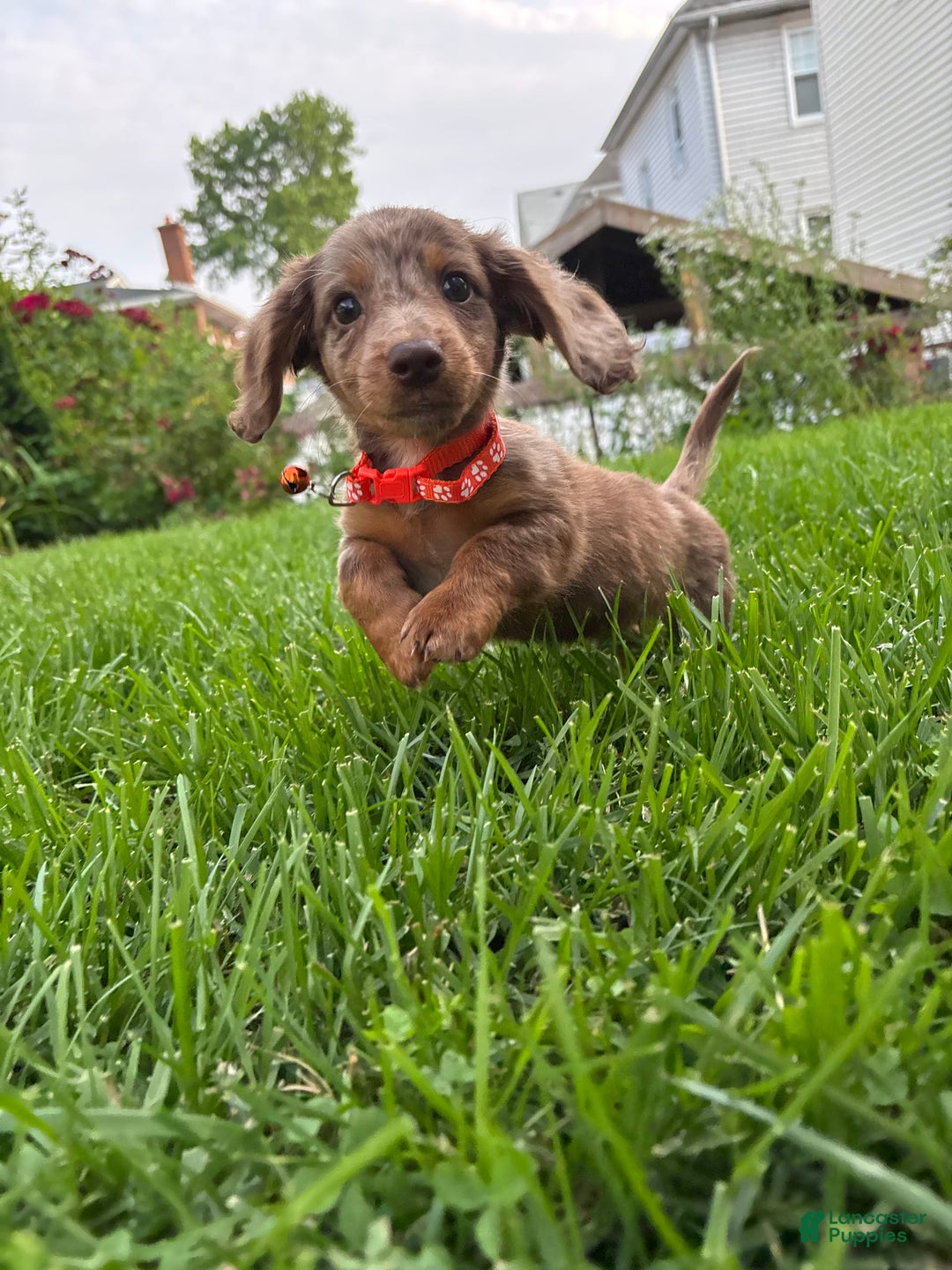 Miniature Dachshund dogs for sale: Samson - Image 2