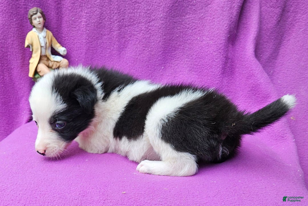 Border Collie dogs for sale: I-dog - Image 4