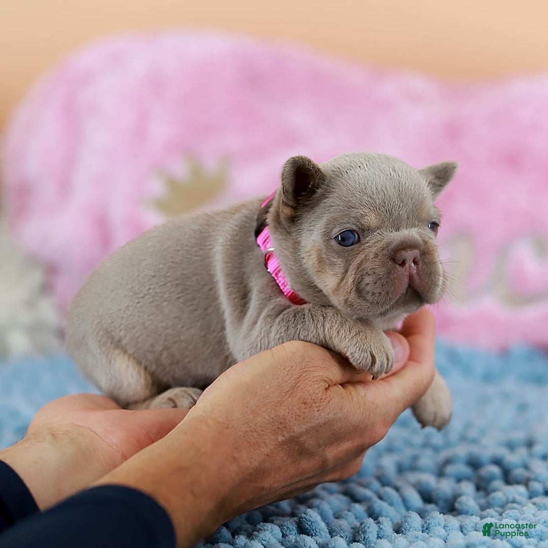 French Bulldog dogs for sale: Denise - Image 8