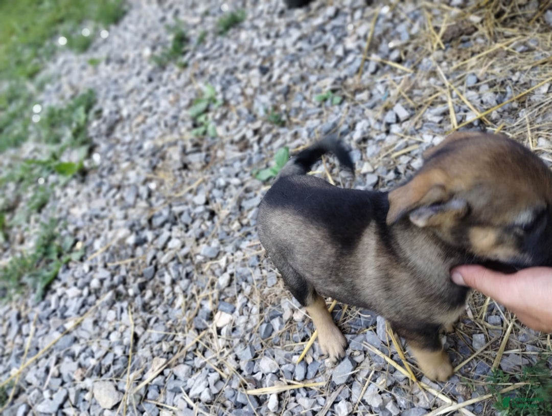 Norwegian Elkhound dogs for sale: Rosie - Image 1