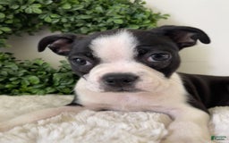 Boston Terrier dogs for sale: Drake - Image 5