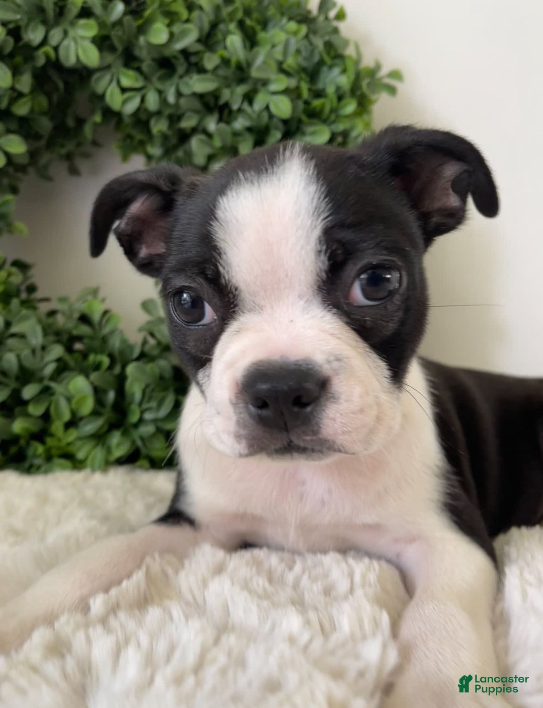 Boston Terrier dogs for sale: Drake - Image 5